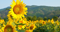 Kvetoucí slunečnice