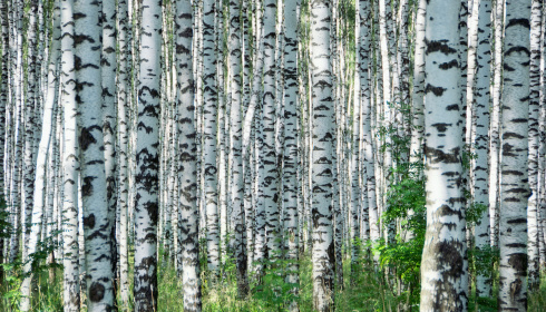 Letní den v březovém háji