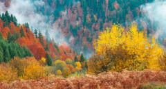 Nádherné lesní scenérie