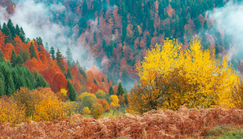 Nádherné lesní scenérie