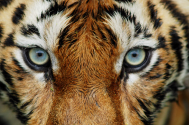 Tygří pohled