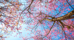 Rozkvetlá třešeň