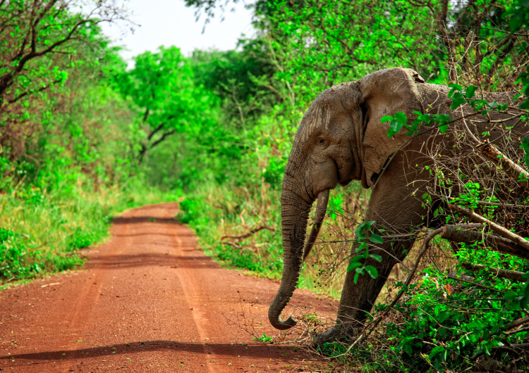 Slon v Ghaně