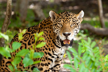 Jaguár v divočině