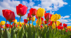 Jarní pole tulipánů