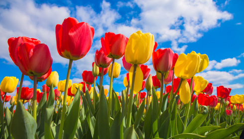 Jarní pole tulipánů