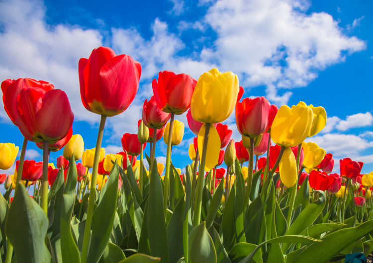 Jarní pole tulipánů