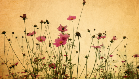 Květiny na papíře