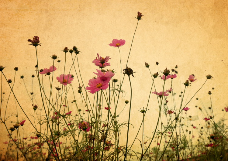 Květiny na papíře