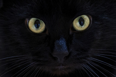 Pohled černé kočky