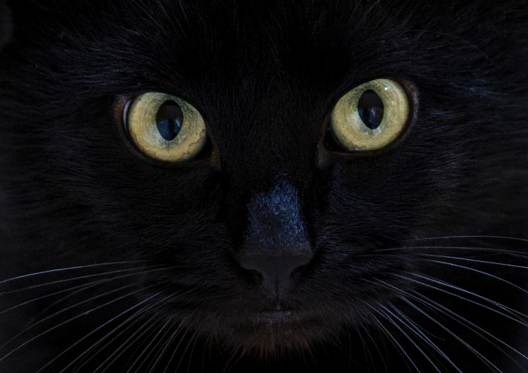 Pohled černé kočky
