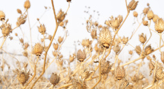 Stramonium, suché rostliny