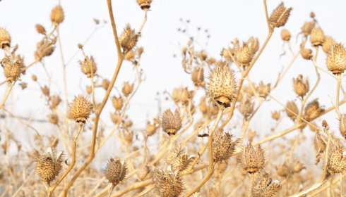 Stramonium, suché rostliny