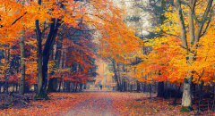 Cesta podzimním parkem