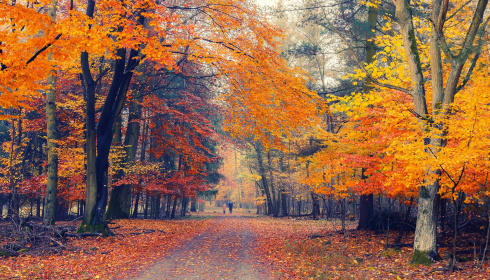 Cesta podzimním parkem