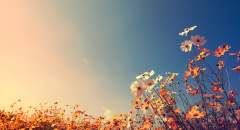 Krásná květinová louka