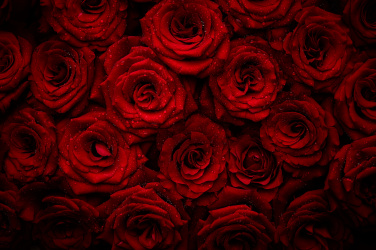Krásné červené růže