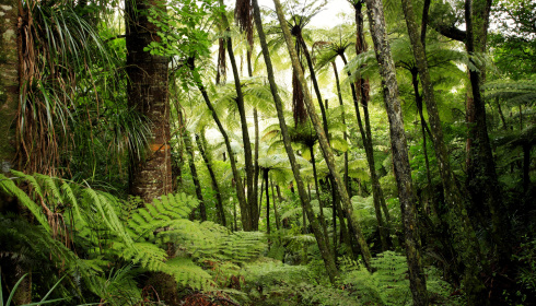 Svěží deštný prales