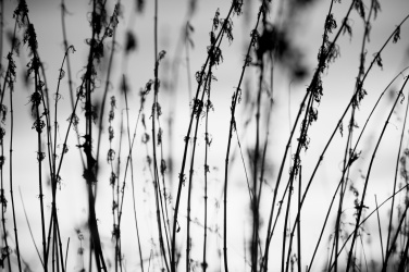 Černobílá tráva