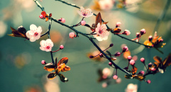 Japonská kvetoucí třešeň