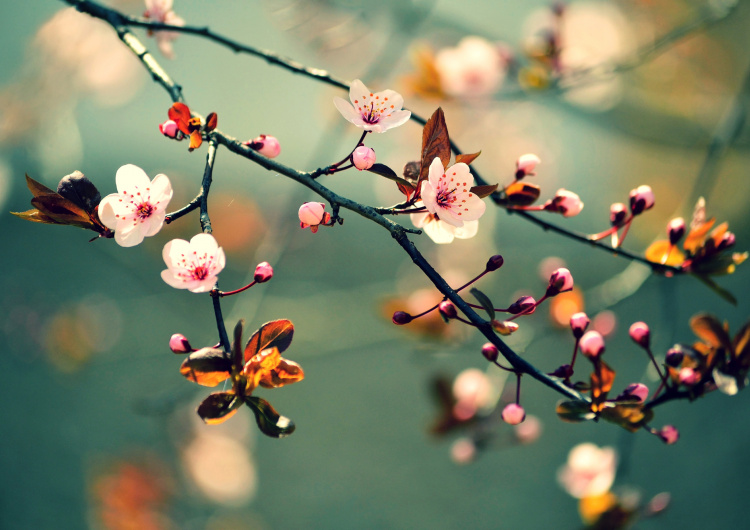 Japonská kvetoucí třešeň