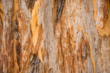 Textura stromu eukalyptu