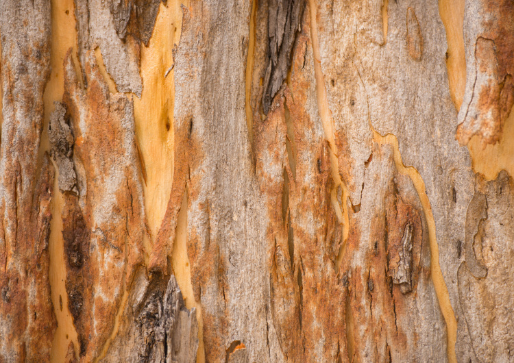 Textura stromu eukalyptu