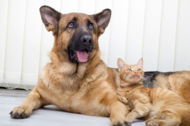 Kočka a pes
