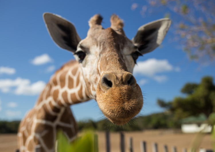 Žirafí selfie