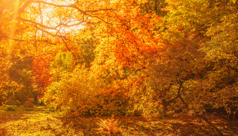 Podzimní javorové Strom