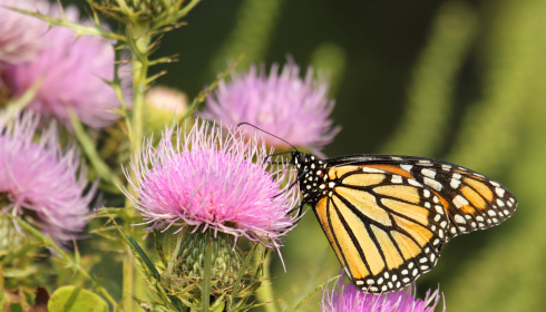 Motýl Monarcha stěhovavý 