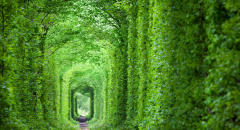 Zelený tunel