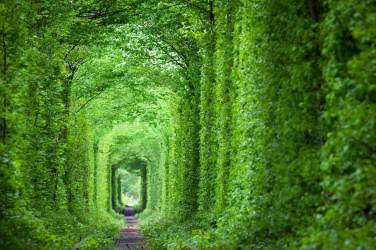 Zelený tunel