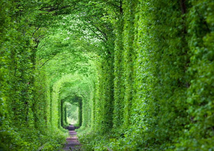 Zelený tunel