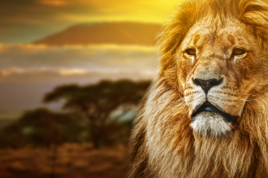 Majestátní lev