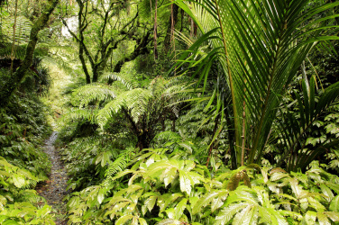 Tropická džungle