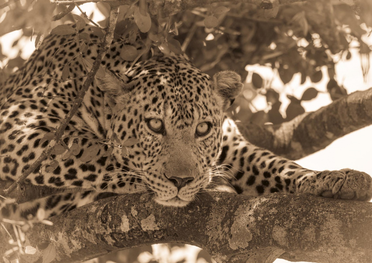 Sépiový portrét leoparda