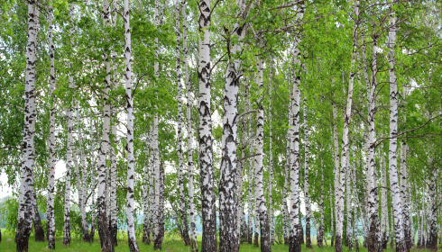 Jarní březový háj