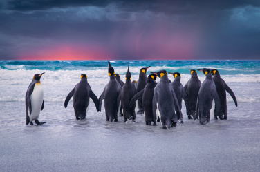 Tučňáci na Falklandech