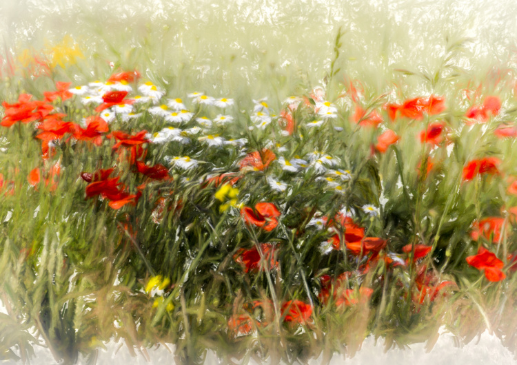 Malba - Pole vlčích máků