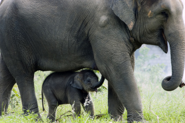 Slonice s mládětem
