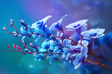 Modré orchideje