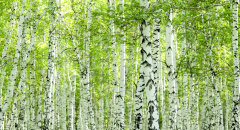 Jarní březový les