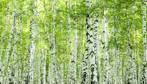 Jarní březový les