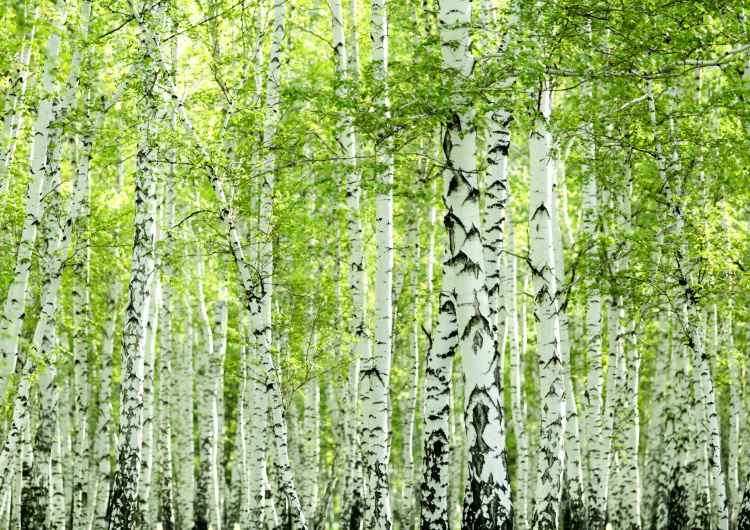 Jarní březový les