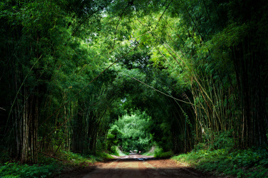Bambusová silnice