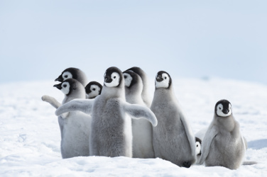 Mláďata tučňáka