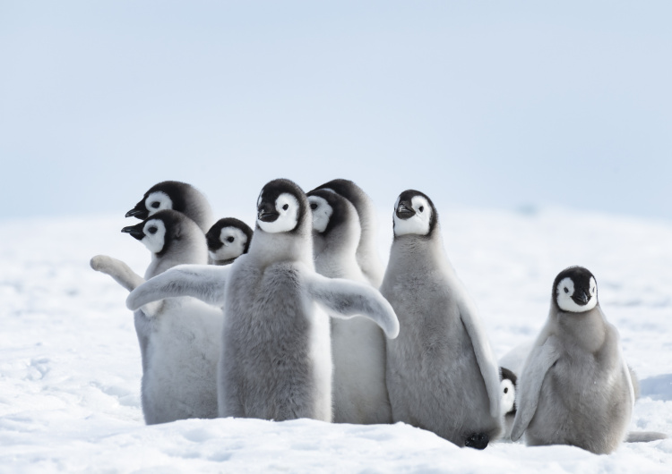 Mláďata tučňáka