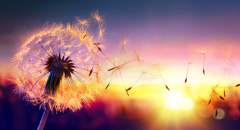 Létající chmýří pampelišky