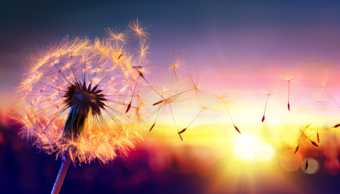 Létající chmýří pampelišky